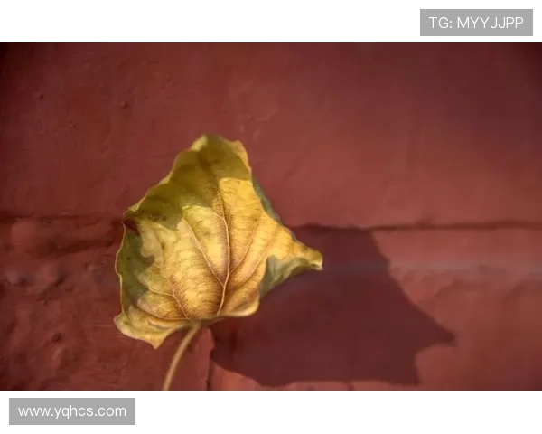 《白露》：一场跌宕起伏的爱恨情仇，一次触动心弦的情感洗礼